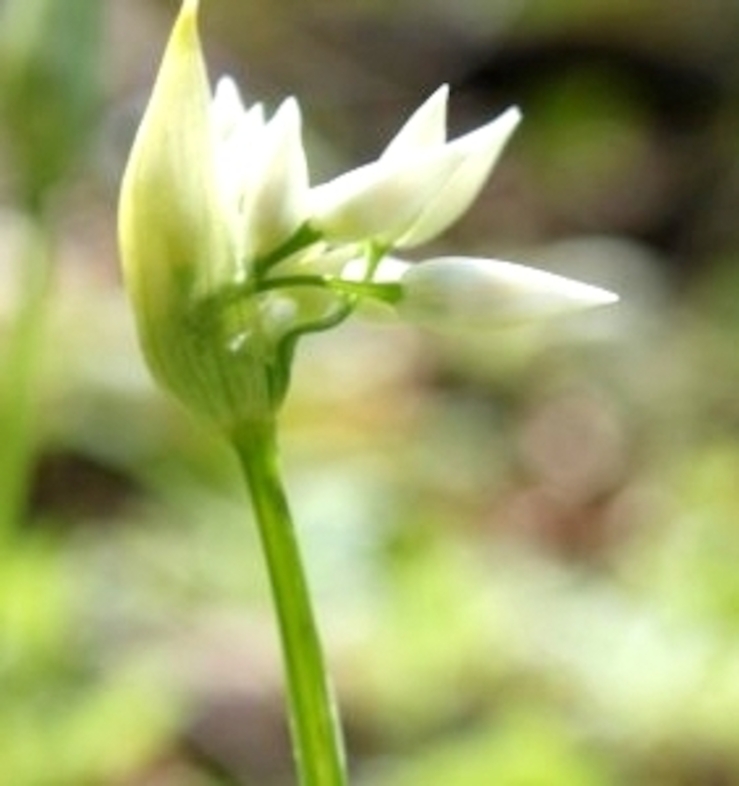 Bloemknop van daslook