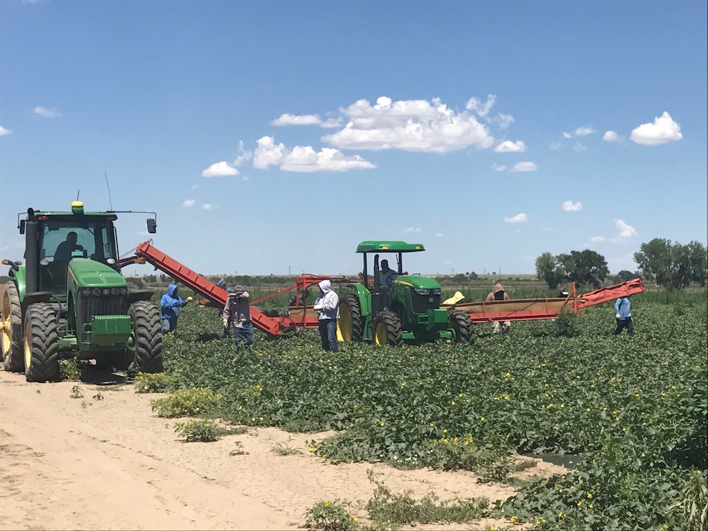 Harvesting crews in the fields for the start of the 2017 Rocky Ford Cantaloupe season
