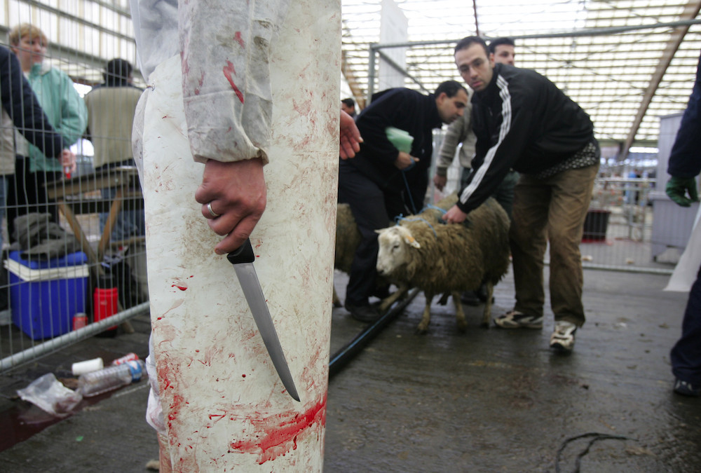 Zal FAVV illegale schapenslachtingen in Antwerpen witwassen?