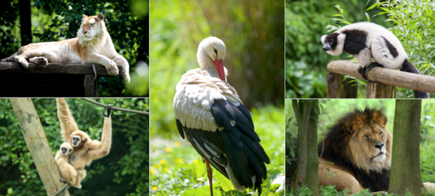 Cet été, venez vous détendre au zoo d’Olmen !