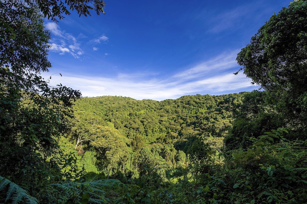 Significant Progress made to Reduce Deforestation and Forest Degradation in St. Lucia