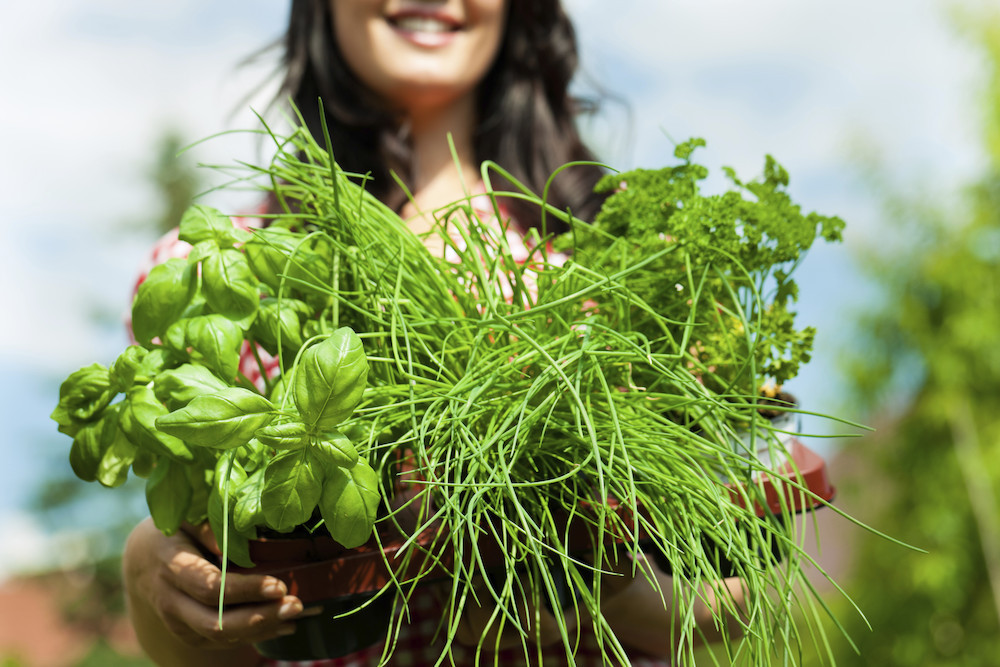 Pike Nurseries serves up 10 seed planting tips to start a successful spring garden