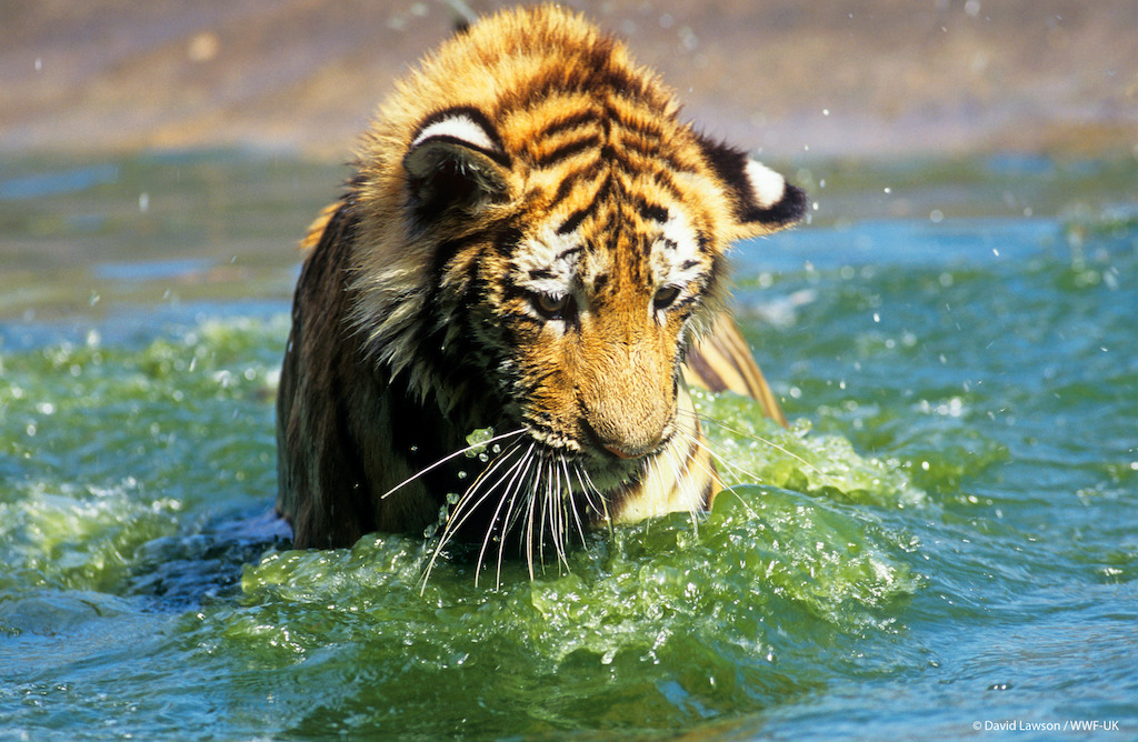 (c) David Lawson / WWF-UK