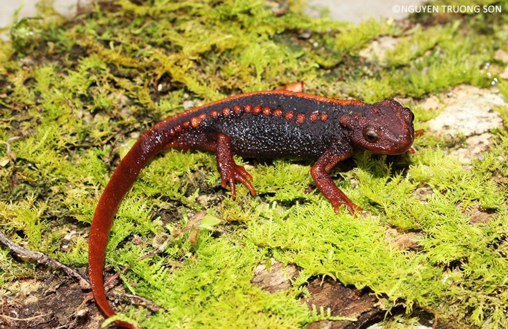 Tylototriton anguliceps