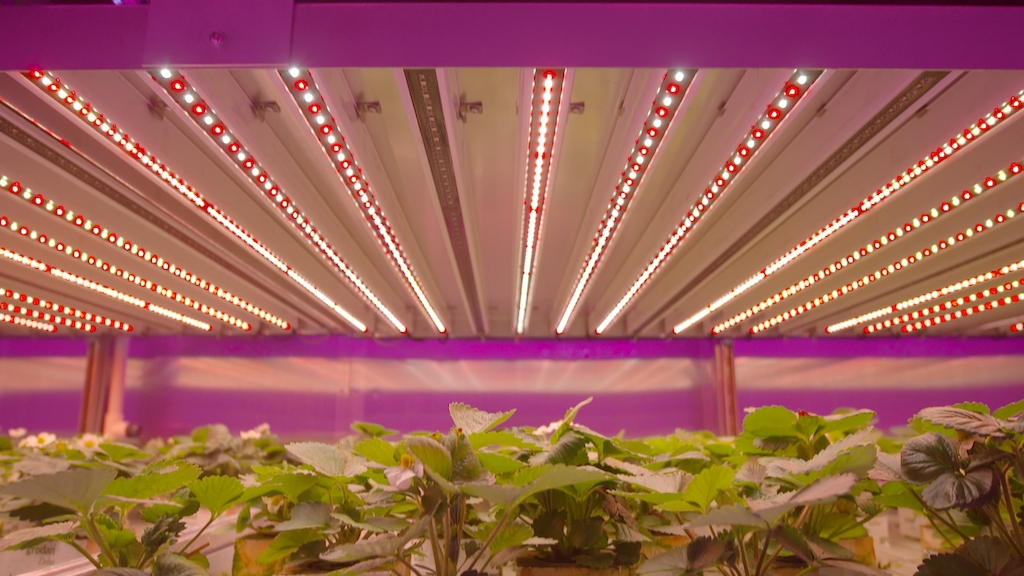 Led farming/ Koppen (c) VRT
