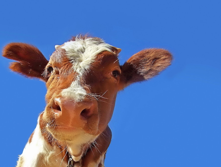 Heureuse nouvelle : les 69 bovins belges ne seront finalement pas abattus