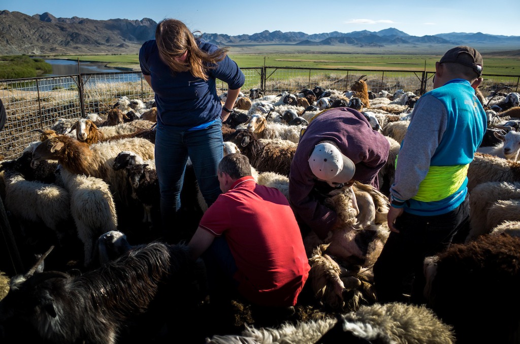 Beroepen zonder grenzen: Veeboeren in Mongolië