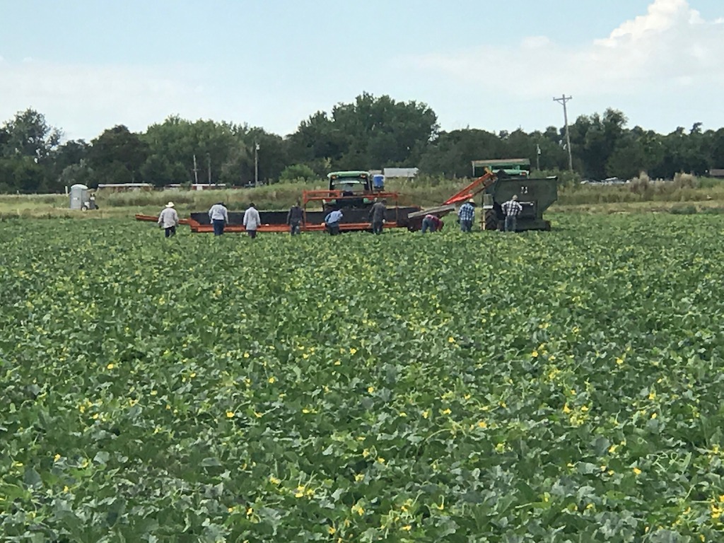 Harvesting crews in the fields for the start of the 2017 Rocky Ford Cantaloupe season