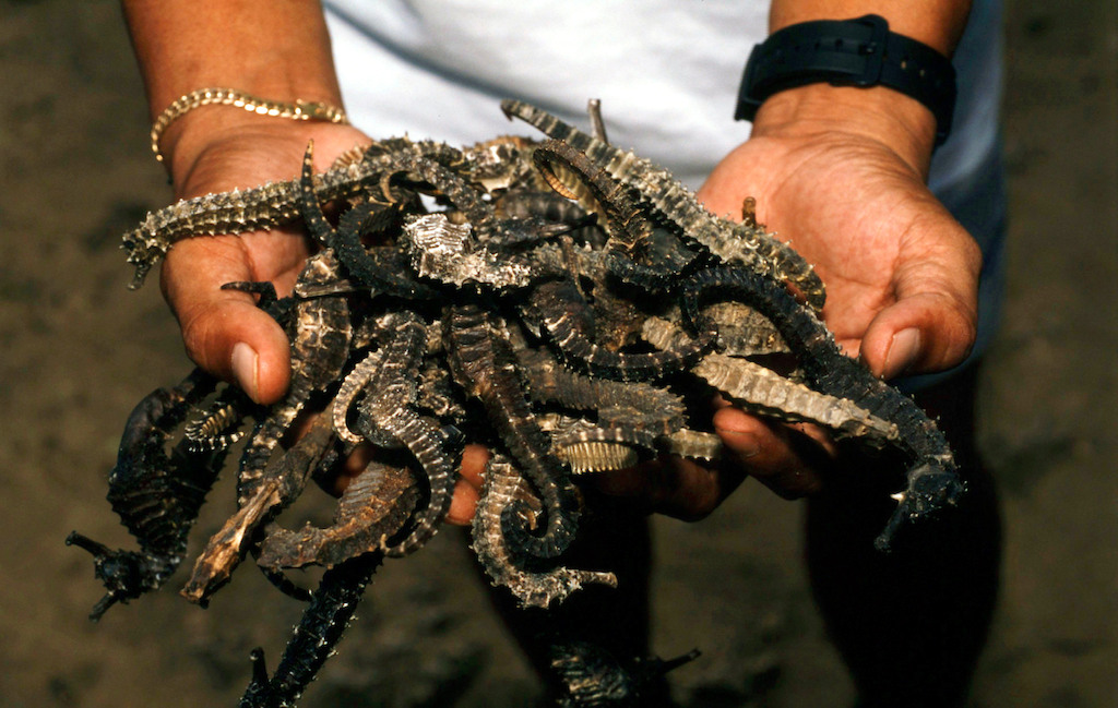 Hippocampes séchés pour marché chinois © Jürgen Freund - WWF