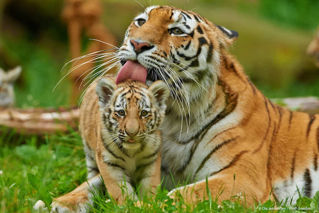 (c) David Lawson / WWF-UK
