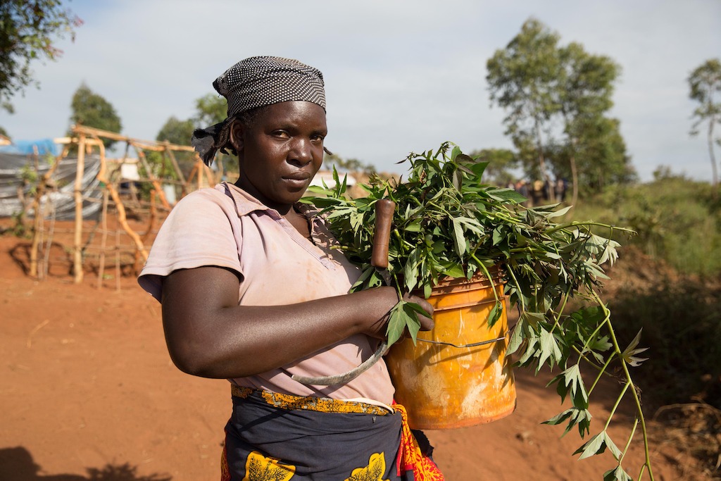 This woman has picked the leaves of Sweet Potato plants to cook with - despite this not being a proper food if eaten alone. Over 5.800 Mozambican nationals have camped in the village of Kapise 2 in Malawi after fleeing their homes in Mozambique, the majority of them women, children and the elderly. They are living in precarious conditions well below the internationally recognized humanitarian standards. © James Oatway / MSF