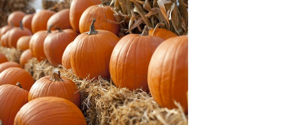 Time to pick the perfect pumpkin at Pike Nurseries!