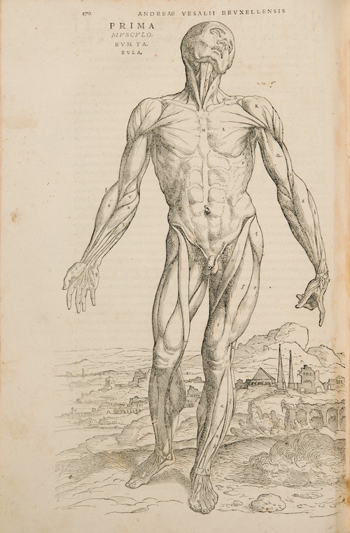 Andreas Vesalius, De Humani Corporis Fabrica Libri Septem, Basel, 1543 © KU Leuven, Universiteitsbibliotheek, CaaC17 - Bruno Vandermeulen