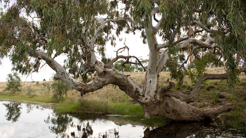 Iconic river red gums threatened by rising CO2 levels