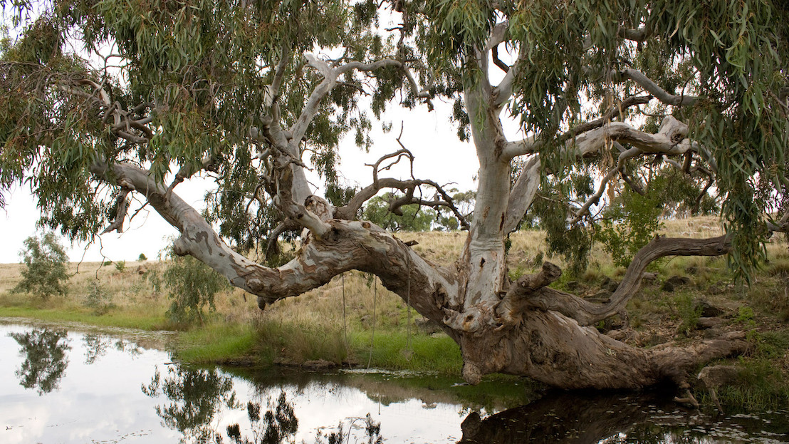 Iconic river red gums threatened by rising CO2 levels