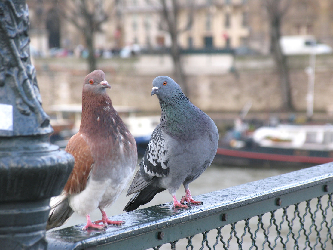 Mauvaise gestion des populations de pigeons par la Ville de Charleroi malgré les solutions plus respectueuses des animaux