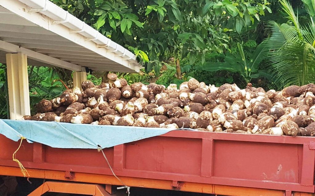 Truckload of dasheen to be exported.