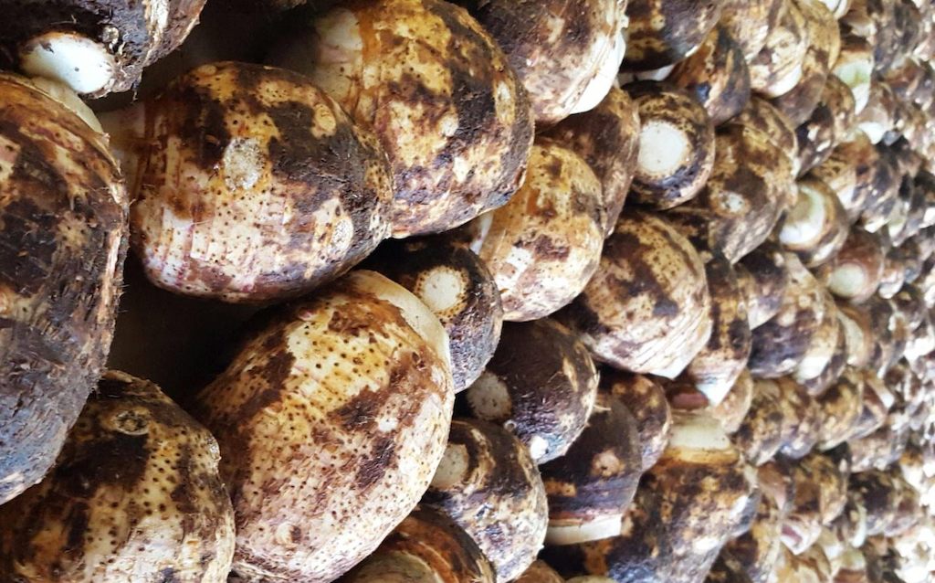 Dasheen prepared for export.