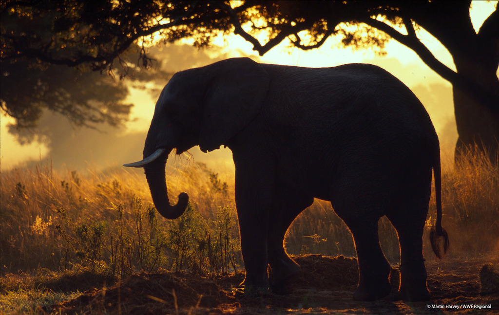 © Martin Harvey / WWF Regional