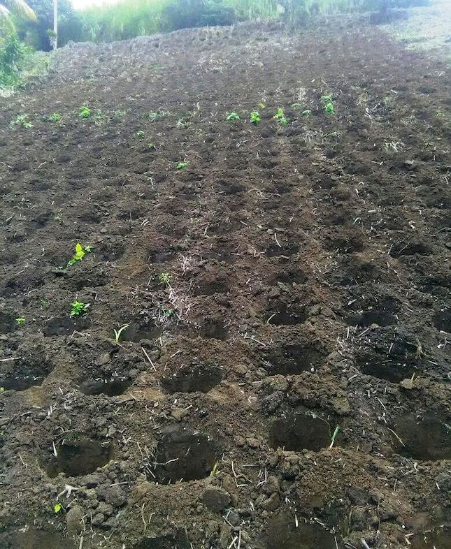 New farm land acquired in St. Vincent and the Grenadines for increased dasheen production.