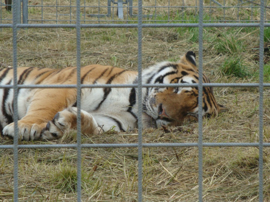 Les animaux sauvages dans les cirques restent interdits