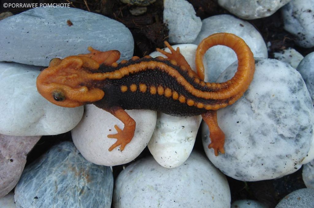 Tylototriton anguliceps