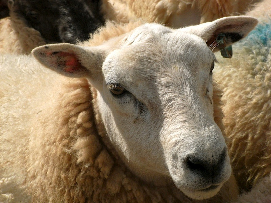 “De wet moet hoe dan ook gerespecteerd worden”