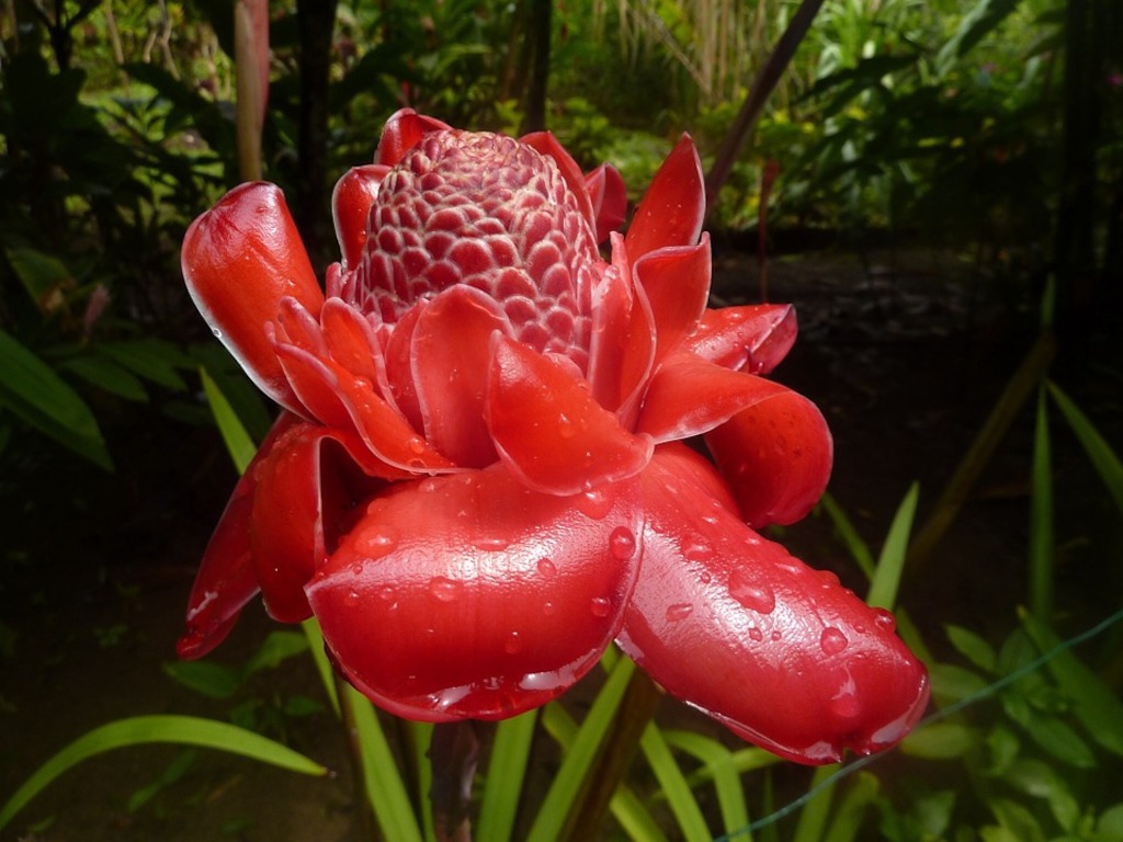 Ginger flower