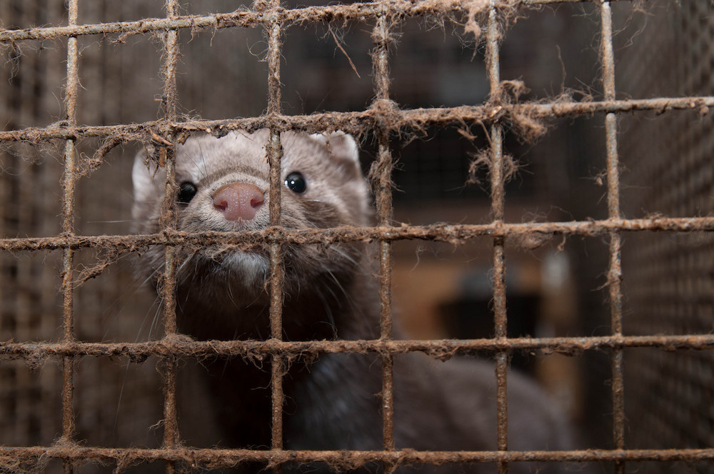 Constitutional court upholds legal ban on fur farming in Wallonia