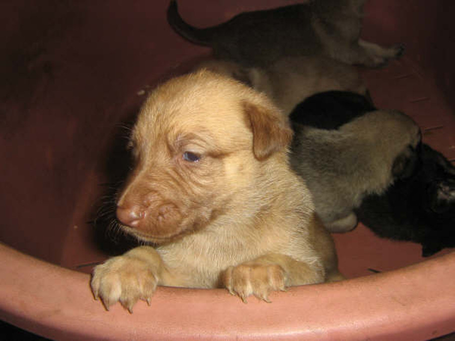 Na de PANO-reportage: GAIA eist verbod verkoop puppy’s uit Oost-Europa en dient klacht in bij Orde Dierenartsen