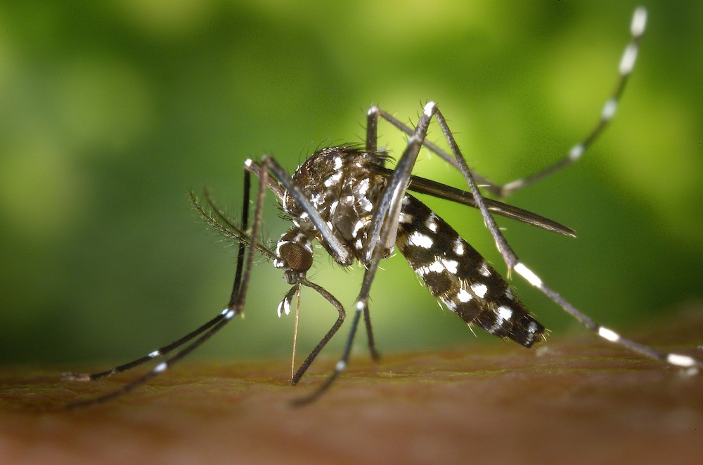 OECS Health Unit addresses regional concerns on Yellow Fever