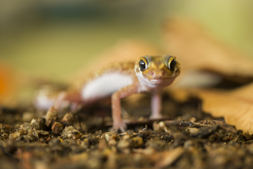 Underwoodisaurus gecko. Image: Stuart Hay, ANU.