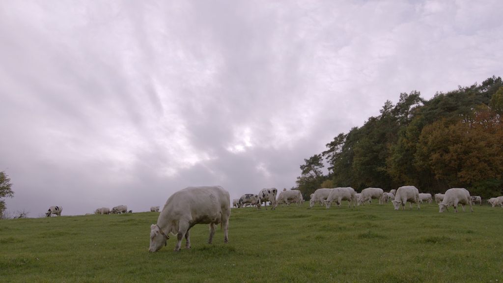 Panorama: De Mmmmmmelkstrijd - (c) VRT