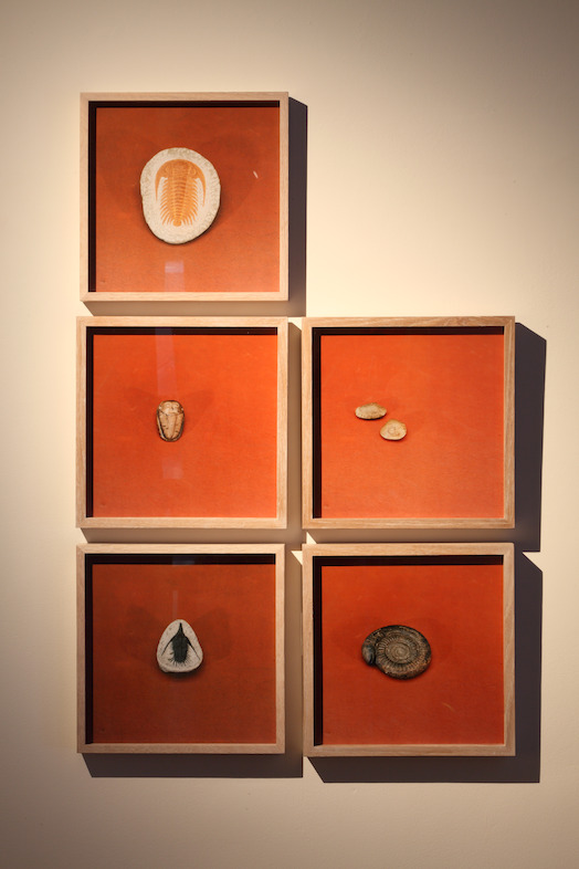 Untitled (Beringer’s Lying Stones), 2014-2015, © Natural History Museum, Londen. Courtesy the artist; Sfeir-Semler Gallery, Hamburg/Beirut<br/>Photo (c) Dirk Pauwels