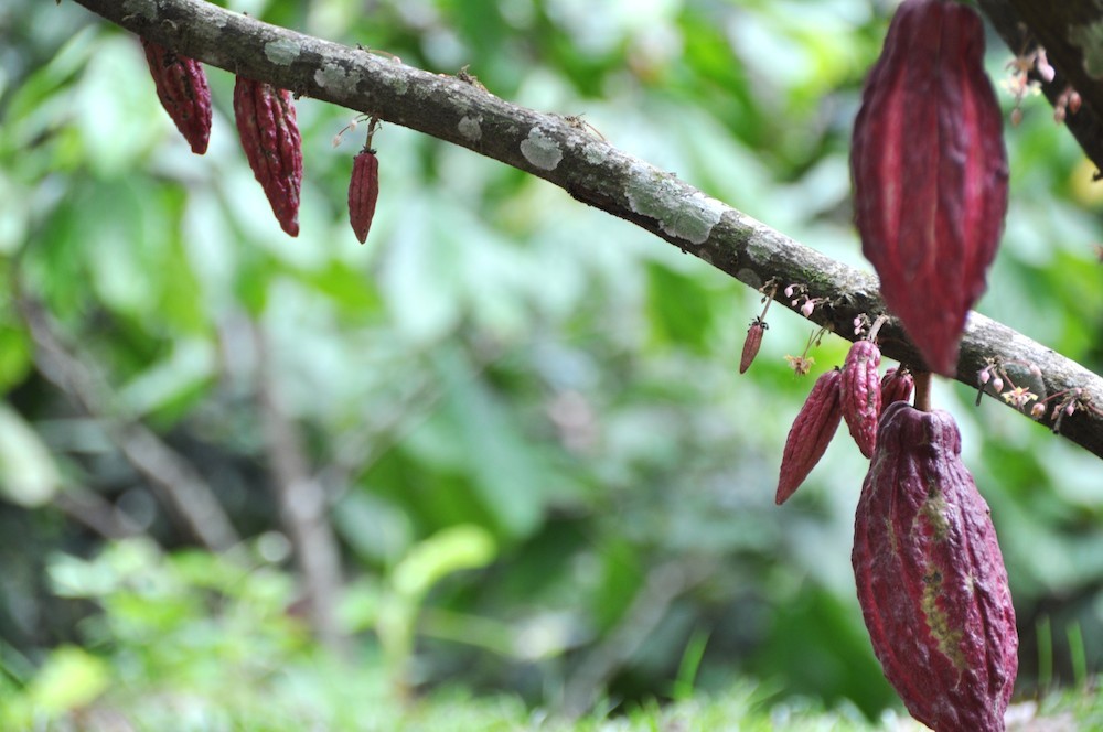 A journey into botany and one among people