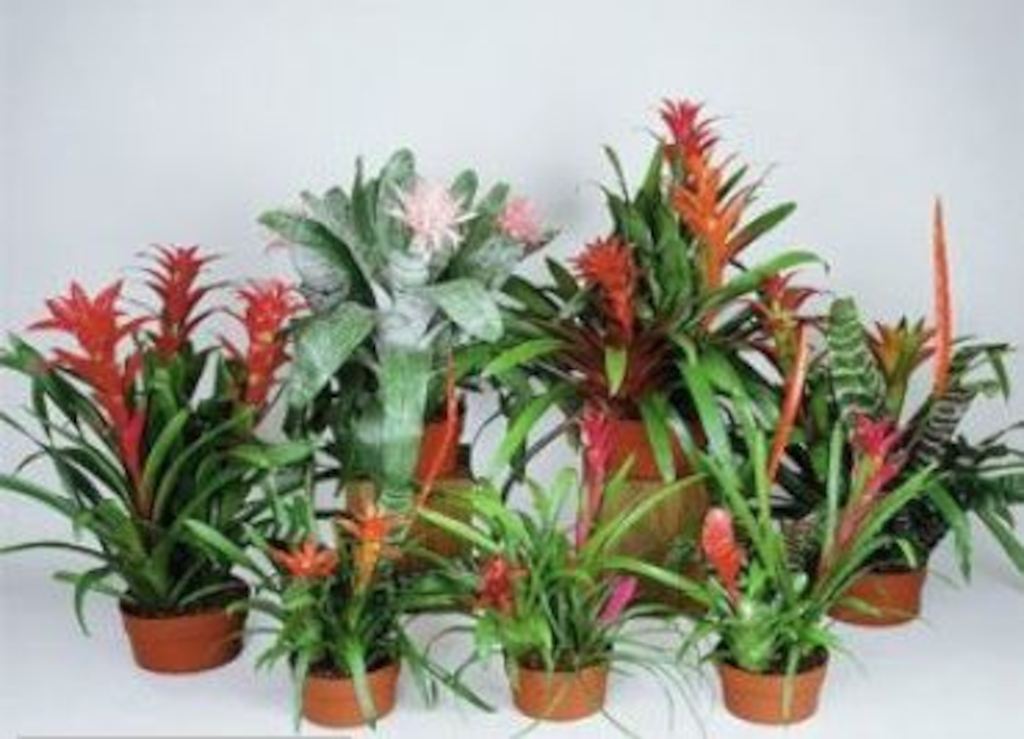 Bromeliad