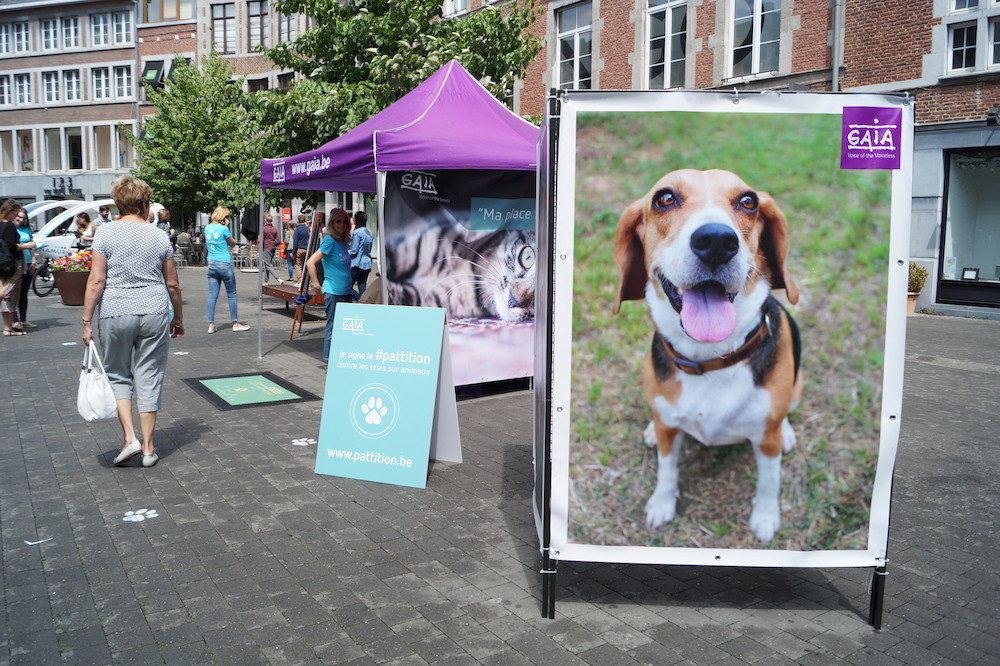 Sondage IPSOS : environ 90% des Namurois veulent faire interdire les tests sur les chiens et les chats