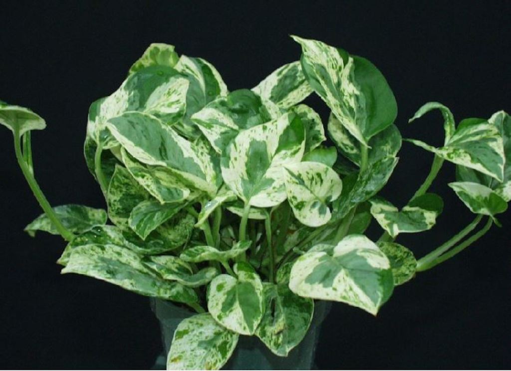 Pothos