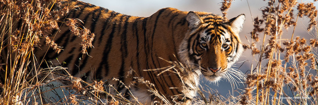 Le tigre bientôt de retour au Kazakhstan après de longues années d’absence