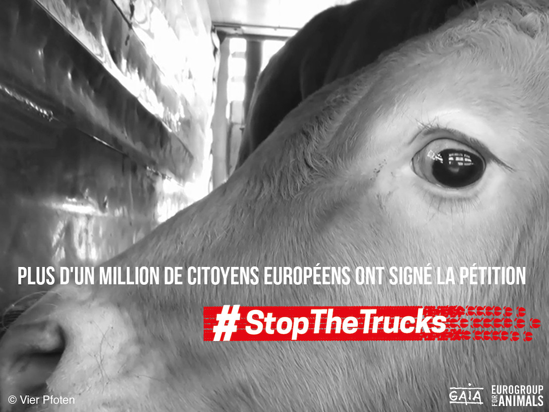 Plus d’un million de signatures contre les transports longues distances d’animaux vivants