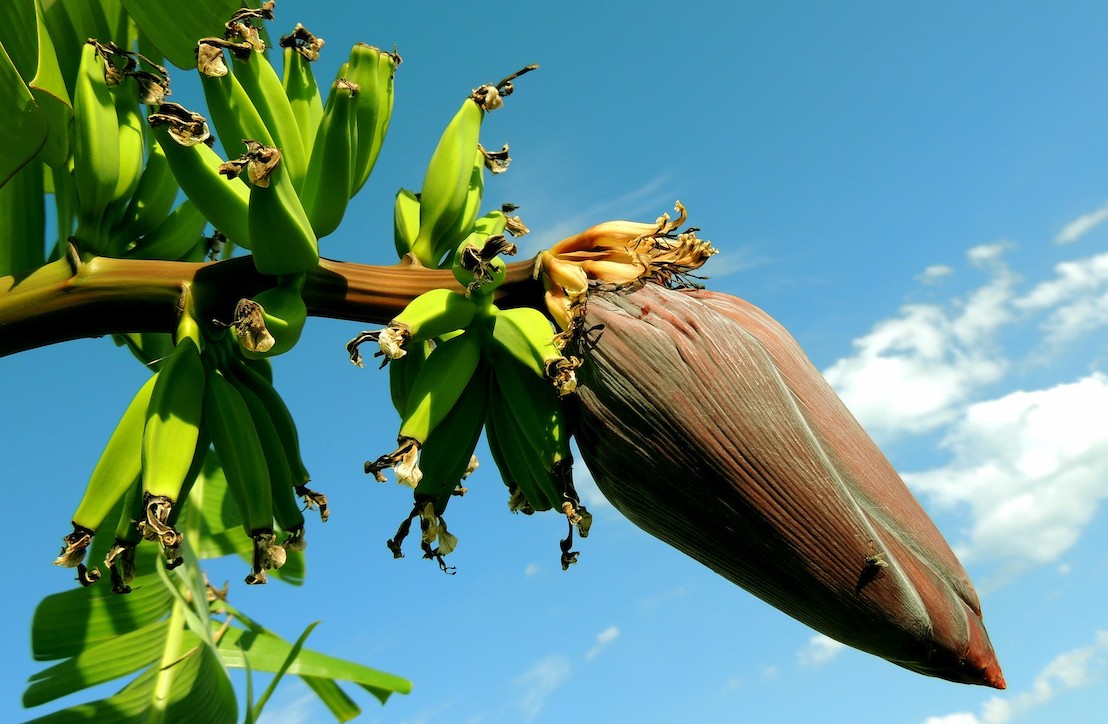 The OECS awarded for Support to Agriculture Health and Food Safety in the Caribbean