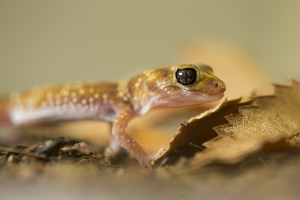 Underwoodisaurus gecko. Image: Stuart Hay, ANU.