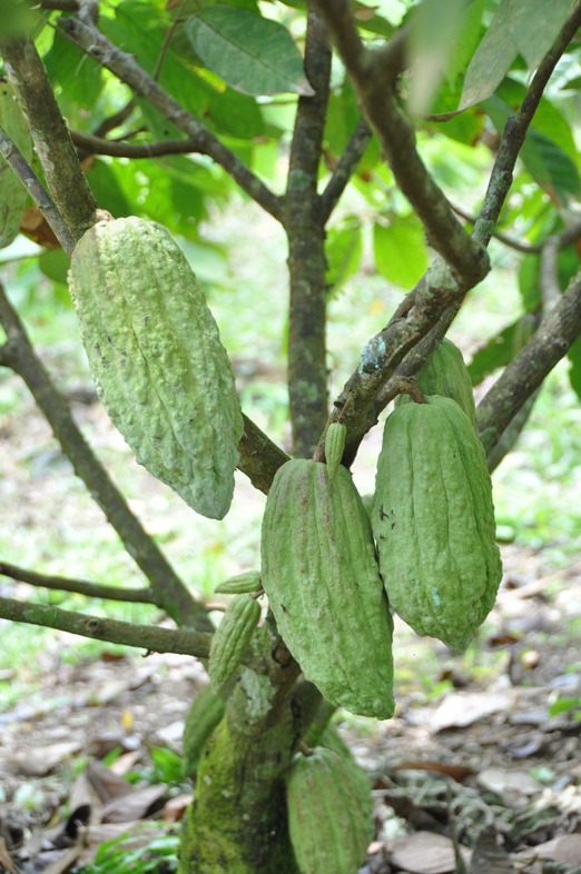Cabosse di Criollo