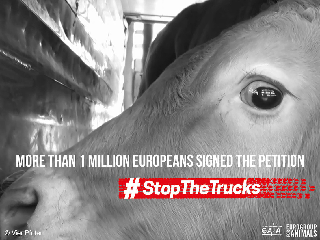 Over a million signatures against the long-distance transport of live animals