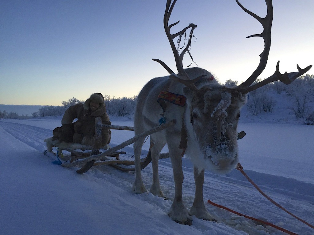 Copy beest: het rendier (c) VRT