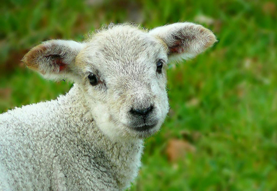 Slaughter without stunning: the Court of First Instance rules in favour of Ben Weyts