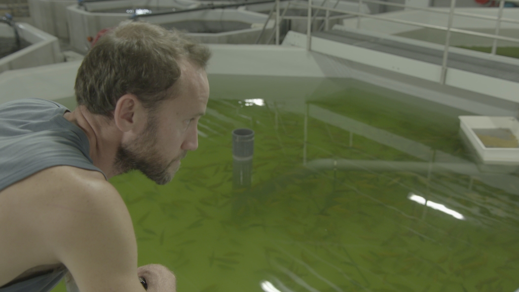 Koppen: Groene vis (c) VRT