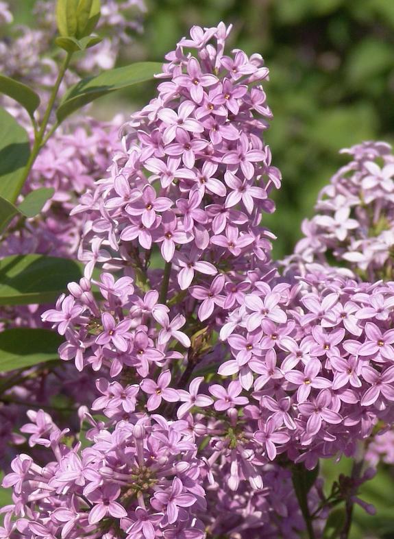 Lilac (photo credit Pike Nurseries)