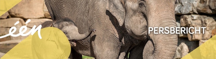 Babyboom in De zoo: achter de schermen
