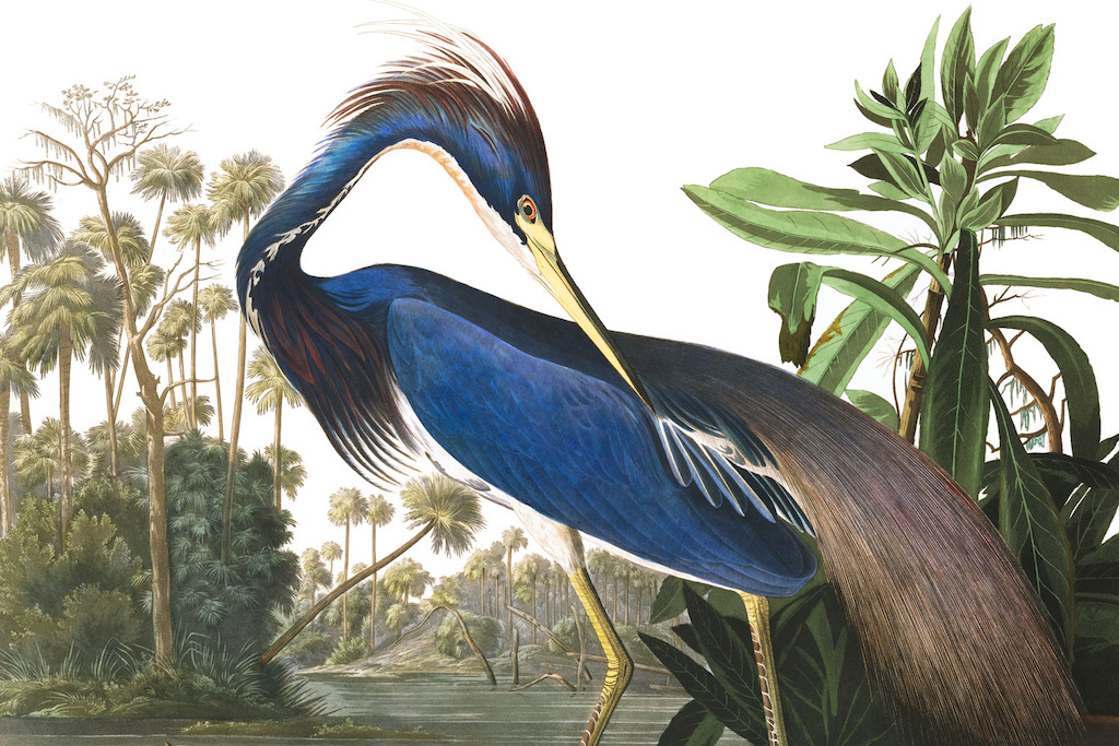 Blue Heron
